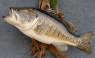 Just Fish Taxidermy